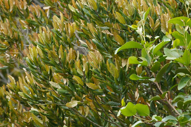 F28375 FN