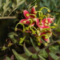 F49270 FN