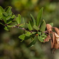 F66286 FN