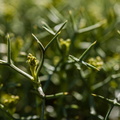 F69972 FN