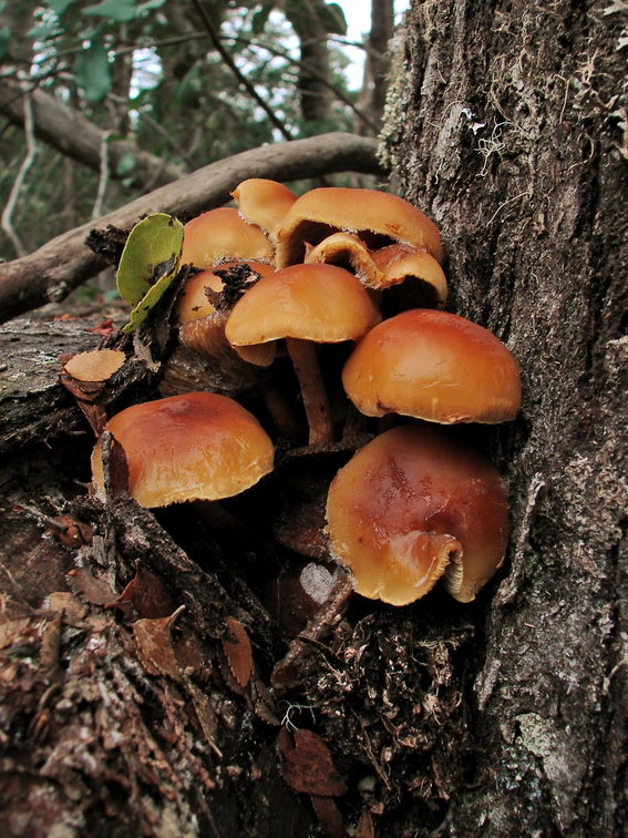 D00846ALCb R HN