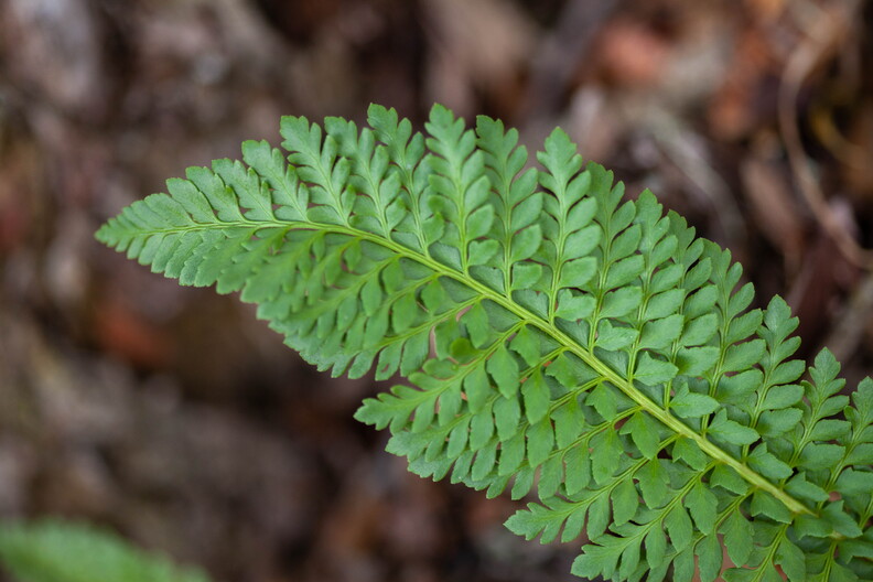 Polystichum plicatum-F76297
